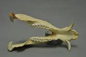 bovenaanzicht onderkaak