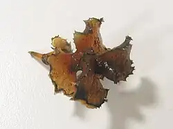 Turion van gekroesd fonteinkruid