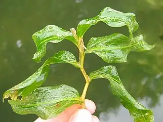 Langstengelig fonteinkruid