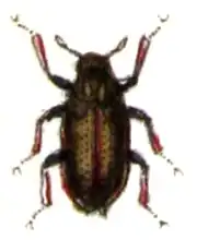 Potamophilus acuminatus