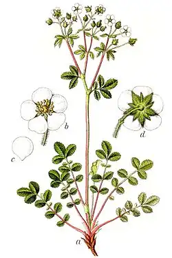 Illustratie van Jacob Sturm