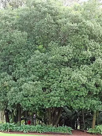 Planchonella costata