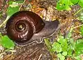 Powelliphanta annectens