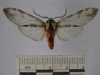 Praemastus fulvizonata