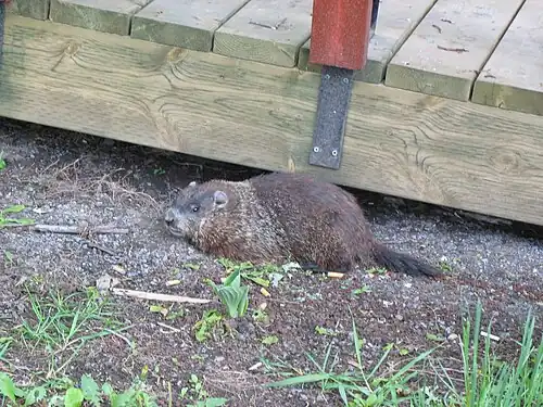 Prairiehond(Marmota monax)