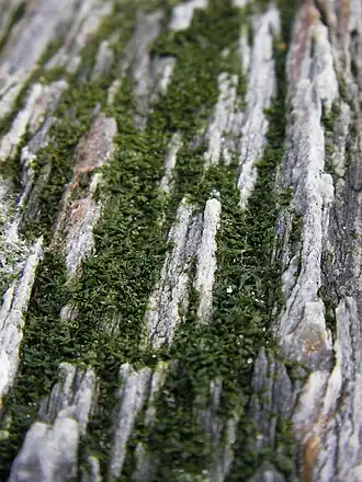 Dambordwier (Mariprasiola stipitata, klasse Trebouxiophyceae).