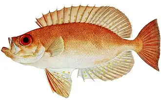 Australische grootoogbaars