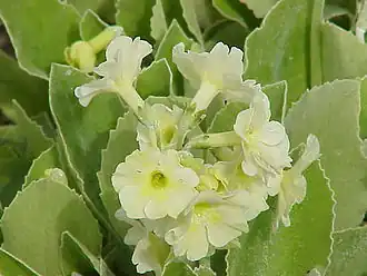 Primula auricula