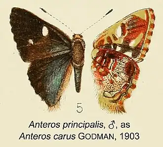 Anteros principalis