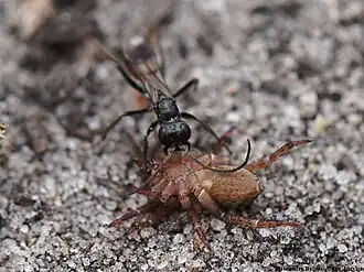 Boom-zaagspinnendoder