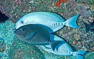 Prionurus microlepidotus