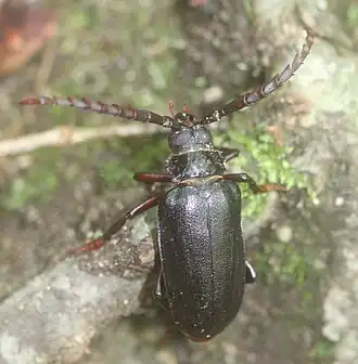 Prionus insularis