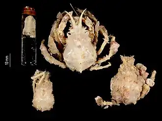 Prismatopus harmandi