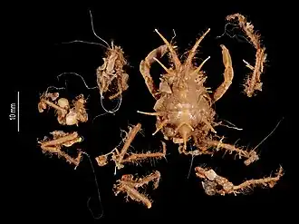 Prismatopus longispinus