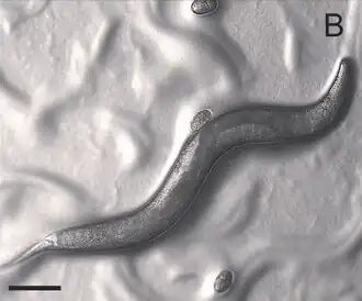 Pristionchus pacificus, rondworm met twee verschillende monden
