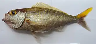 Pristipomoides auricilla