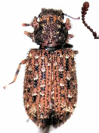 Pristoderus philpotti