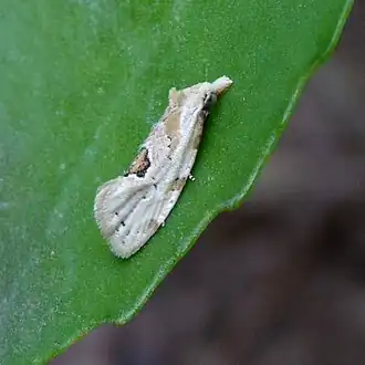Aethes angustana