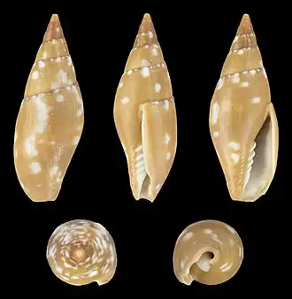 Mitra barbadensis