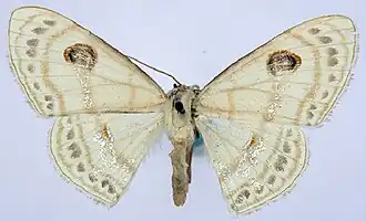 Problepsis apollinaria