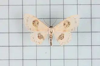 Problepsis crassinotata