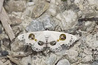 Problepsis discophora