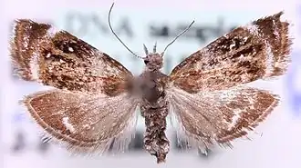 Prochoreutis solaris