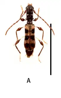 Procleomenes