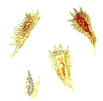 Proctonotus mucroniferus