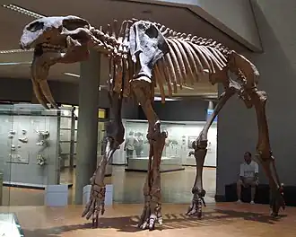 Prodeinotherium