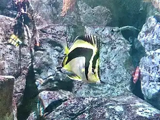 Prognathodes falcifer