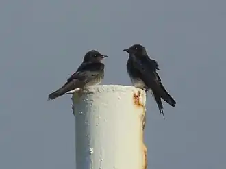 Cubaanse purperzwaluw