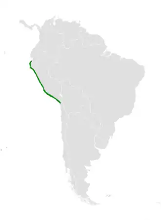 Peruaanse purperzwaluw