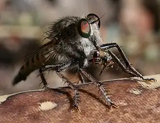 Promachus consanguineus