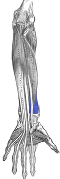 Musculus pronator quadratus
