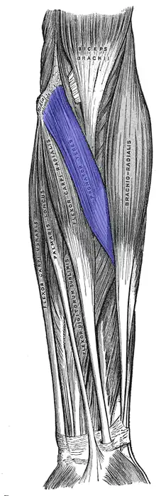 Musculus pronator teres