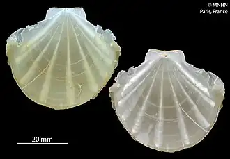 Propeamussium sibogai