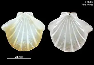 Propeamussium watsoni