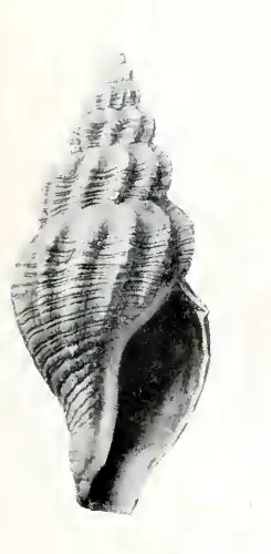 Propebela alitakensis