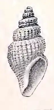 Propebela concinnula