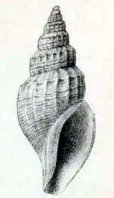 Propebela scalaroides