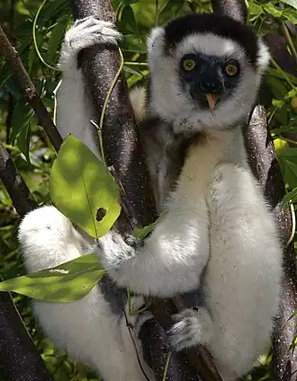Verreauxsifaka