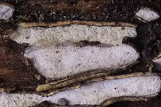 Grijswit houtschijfje