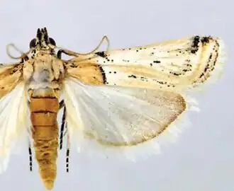 Prorophora mongolica