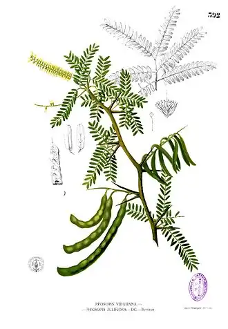 Neltuma juliflora