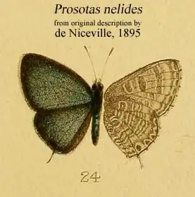 Prosotas nelides