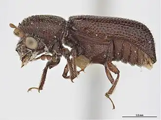 Prostephanus truncatus