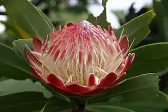 Gewone protea