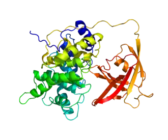 Ruimtelijke structuur van de intrinsic factor