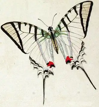 Protesilaus macrosilaus